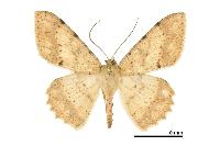 物種:Luxiaria costinota 攝影:吳士緯